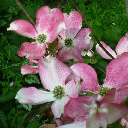Cornus florida Stokes Pink - Pb18 - Image 2