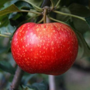Apple Beauty of Bath - Pb12