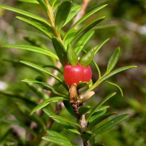 Podocarpus hallii, Halls Totara - Pb18 - Image 2