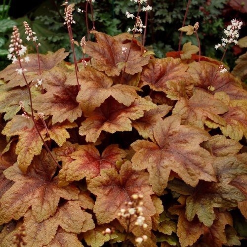 Heucherella Brass Lantern - 2Ltr - Image 2