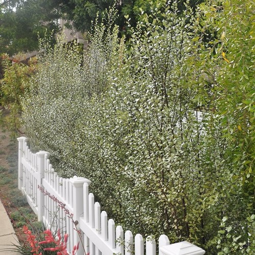 Pittosporum Silver Sheen - 4Ltr - Image 2