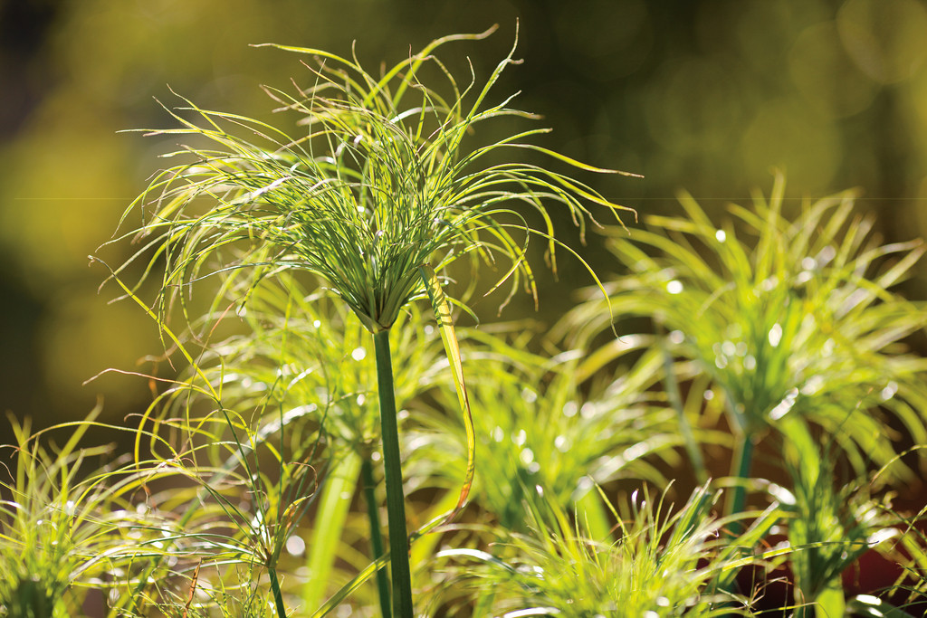 Cyperus p. King Tut - 2.5Ltr