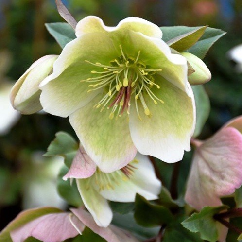 Helleborus Molly's White - 2Ltr - Image 2