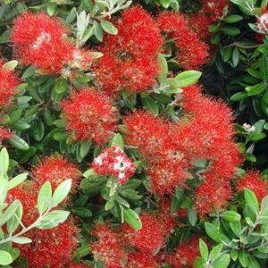 Metrosideros Red Baby - 2Ltr