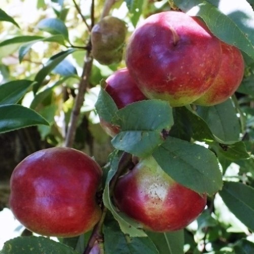 Nectarine Double Red Gold/Snow Queen - Image 2