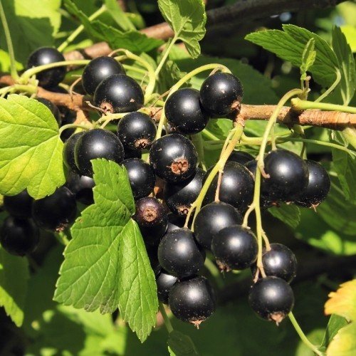 Blackcurrant Magnus - Pb6.5 - Image 2