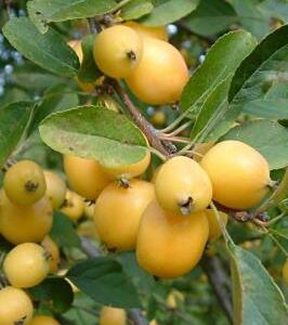 Malus Golden Hornet, Crabapple - Pb18