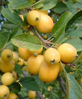 Malus Golden Hornet, Crabapple - Pb18