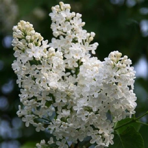 Syringa vulgaris Alba - Pb12/Pb18 - Image 2