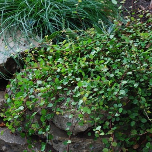 Muehlenbeckia complexa, Creeping Pohuehue - 1Ltr - Image 2