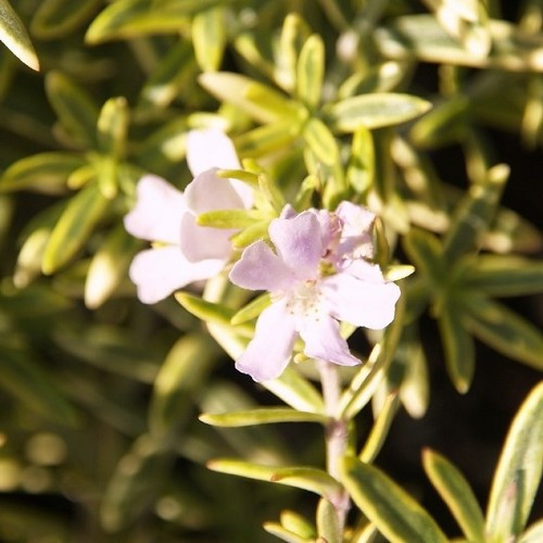 Westringia Highlight, Coastal Rosemary - Pb5 (25/30) - Image 2