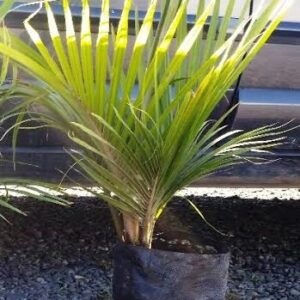 Rhopalostylis sapida - Nikau Palm