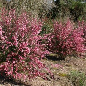 Leptospermum Coral Candy, Manuka - Pb5
