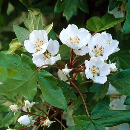 Malus trilobata, Crabapple - Pb18