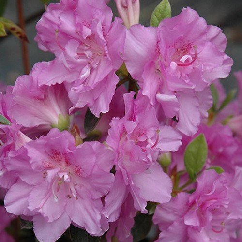 Azalea Elsie Lee - 1.25Ltr - Image 2