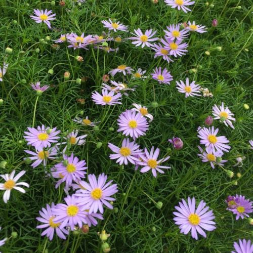 Brachyscome multifida, Cut-Leaved Daisy - 2Ltr - Image 2
