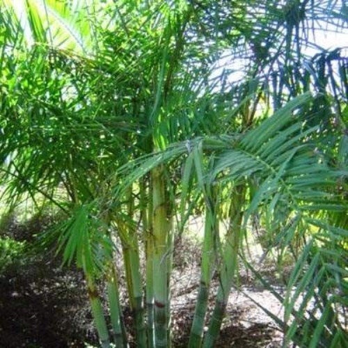 Dypsis baronii - pb6.5 (20/30) - Image 2