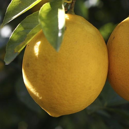 Lemon Yen Ben - 3Ltr
