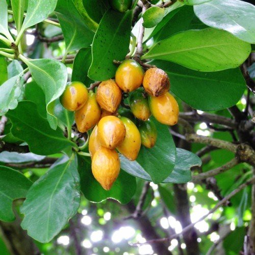 Corynocarpus laevigatus, Karaka - Pb95