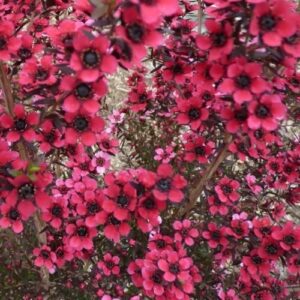 Leptospermum Electric Red, Manuka - 2.5Ltr/3Ltr