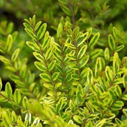 Lonicera n. Honey Hedge Lemon - 1.5Ltr