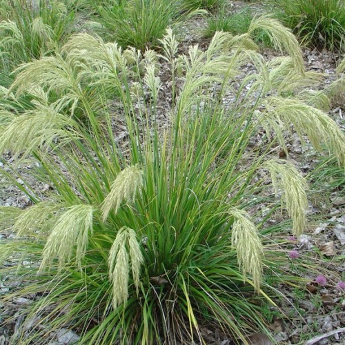 Chionochloa flavicans, Dwarf Toetoe - Pot