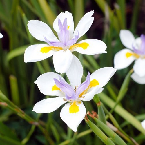 Dietes iridioides, African Iris - Pb5 - Image 2
