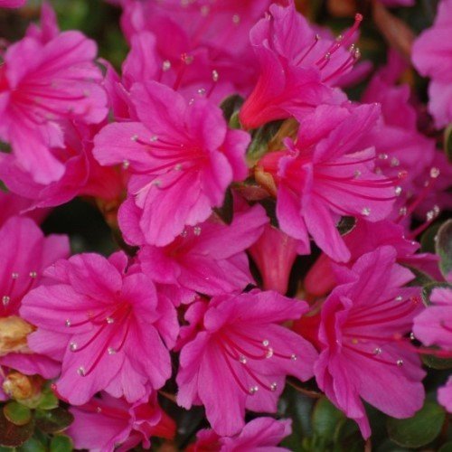 Azalea Caroline Gable - 1.25Ltr - Image 2