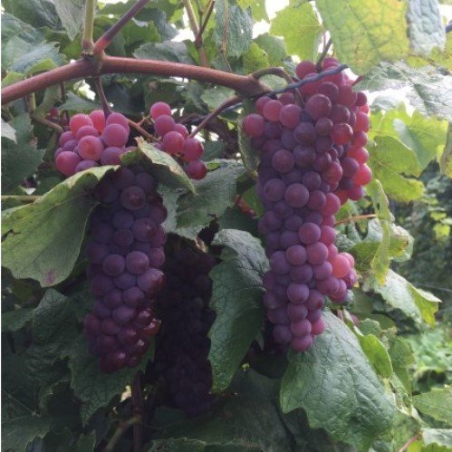 Grape Pirabello - Pb6.5 - Image 2
