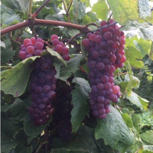 Grape Pirabello - Pb6.5