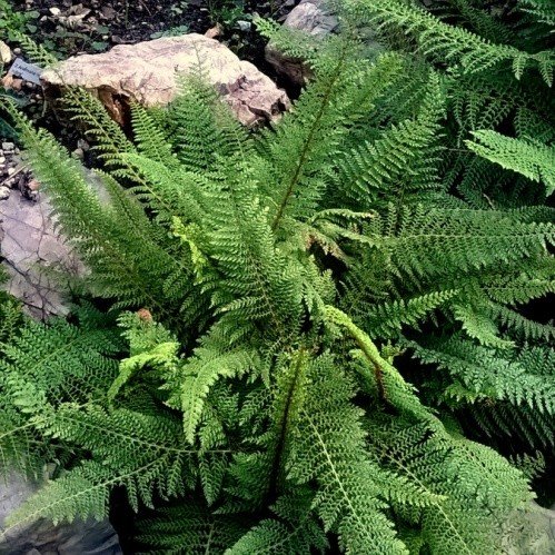 Polystichum setiferum, Soft Shield Fern - 2Ltr - Image 2