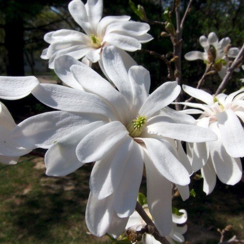 Magnolia stellata Centennial, Star Magnolia - Pb18 - Image 2