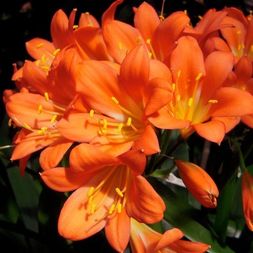 Clivia grandiflora - Pb6.5 - Image 2