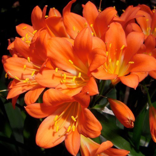 Clivia grandiflora - Pb6.5