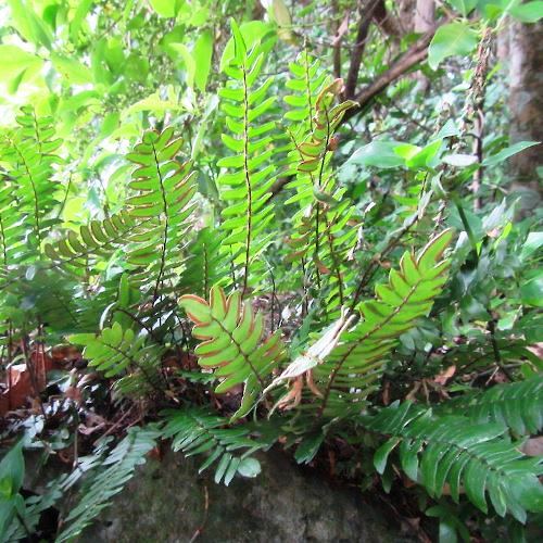 Pellaea falcata - pb6.5 (15/20) - Image 2