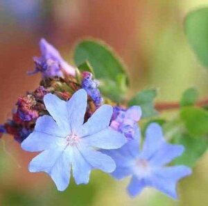Ceratostigma griffithii - 2.5L (10/30)