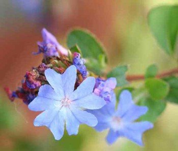 Ceratostigma griffithii - 2.5L (10/30)
