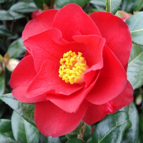 Camellia Jamie - Pb6.5 (40/50) - Image 2