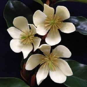 Magnolia Cinderella