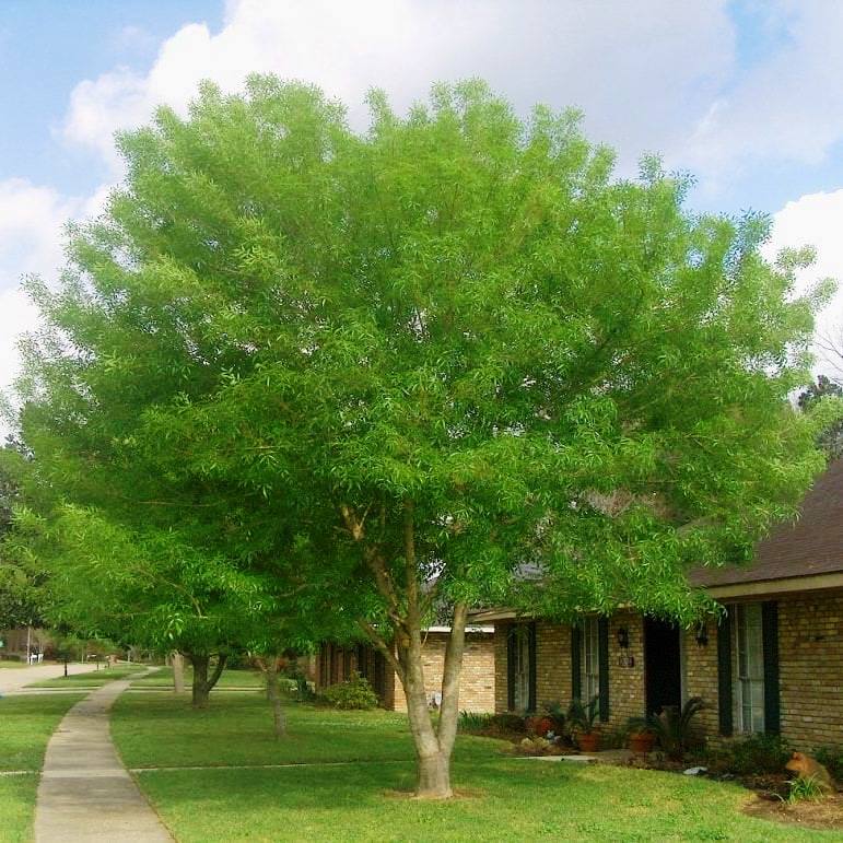 Fraxinus velutina, Arizona Ash - Pb12/Pb18 - Image 2