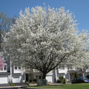 Pyrus calleryana, Callery Pear - Pb12