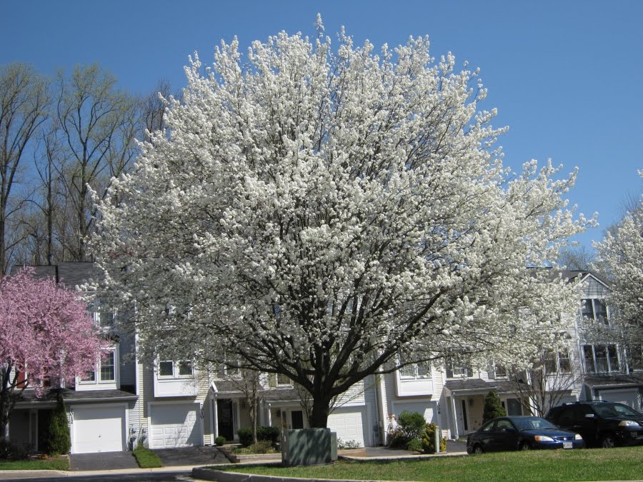Pyrus calleryana, Callery Pear - Pb12