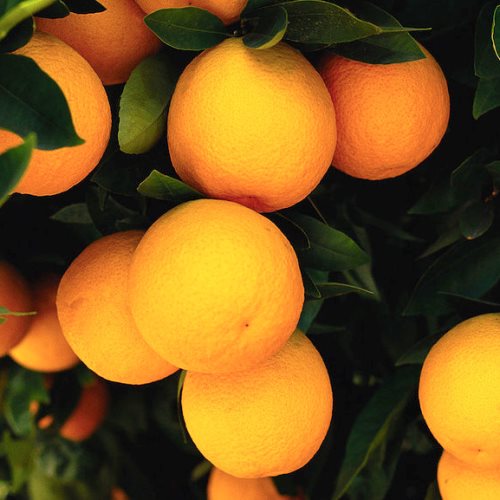 Orange Cara Cara - Pb10/4.7Ltr