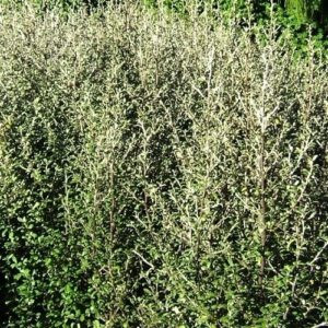 Corokia x Geenty's Ghost - 1.5Ltr/Pb6.5