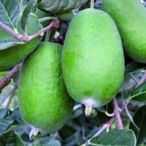 Feijoa Unique - 3.5Ltr (80/100)