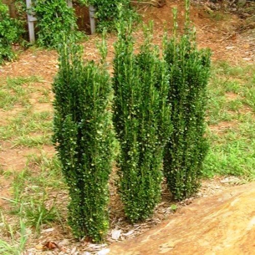 Ilex crenata Sky Pencil - Pb6.5/3.3Ltr (50/60) - Image 2