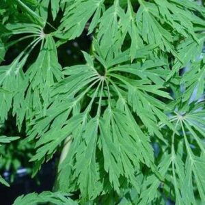 Acer Green Cascade - Pb28