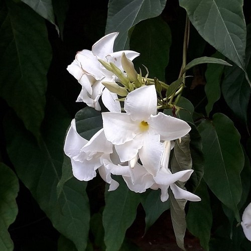 Mandevilla laxa, Chilean Jasmine - 2.4Ltr