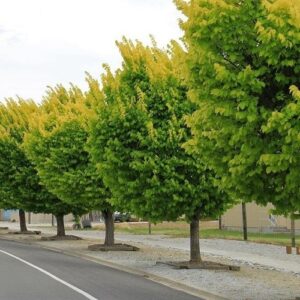 Ulmus Louis Van Houtte, Golden Elm