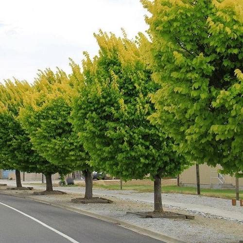 Ulmus Louis Van Houtte, Golden Elm